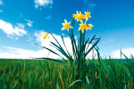 Daffodils thumbnail