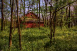 Barn in Forest thumbnail