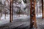 Frosted Forest thumbnail