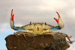 Happy Crab thumbnail