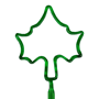 Leaf / Sycamore thumbnail