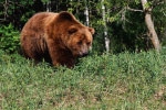 Bear 2 thumbnail