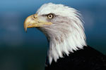 Eagle thumbnail