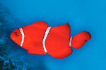 Fish thumbnail