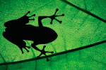 Frog thumbnail