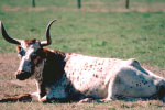Longhorn thumbnail