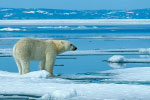 Polar Bear thumbnail