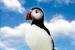 Puffin thumbnail
