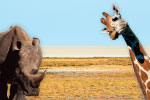 Zoo thumbnail