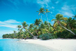 Palm Tree 2 thumbnail
