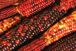 Indian Corn thumbnail