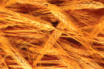 Wheat thumbnail