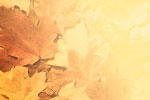 Leaves 1 thumbnail