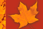 Leaves 2 thumbnail