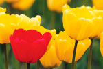 Tulips 1 thumbnail