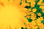 Yellow Flowers thumbnail