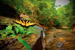 Butterfly and Flowers thumbnail