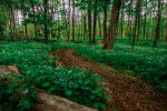 Forest Trail thumbnail