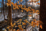 Winter Leaves thumbnail
