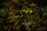 Yellow Forest Flowers thumbnail