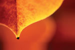 Leaves 3 thumbnail