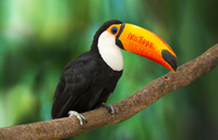 Toucan thumbnail
