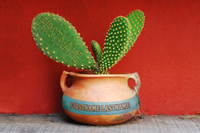 Cactus thumbnail