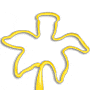 Daffodil thumbnail