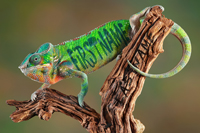 Chameleon thumbnail