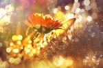 Daisy thumbnail