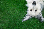 Dog Grass thumbnail