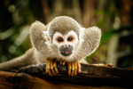 Monkey thumbnail