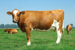 Cow 2 thumbnail