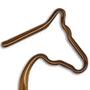 Horse / Head thumbnail