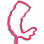 Shrimp thumbnail