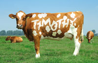 Cow Spots thumbnail