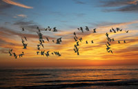 Birds at Sunset thumbnail