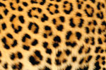 Leopard Skin thumbnail