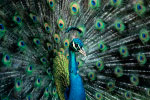 Peacock thumbnail