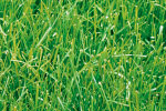 Grass thumbnail