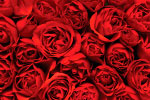 Roses Red thumbnail