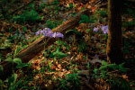 Purple Forest Flowers thumbnail