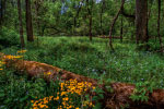 Spring Forest thumbnail