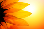Morning Sunflower thumbnail