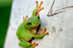 Green Frog thumbnail