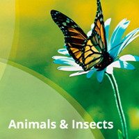 animals and insects
